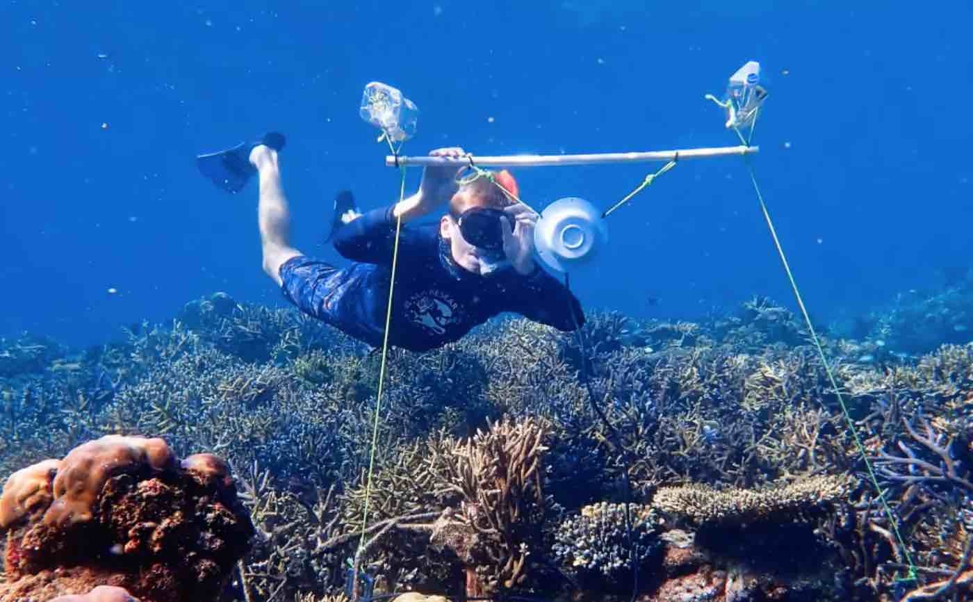 Phục hồi rạn san hô